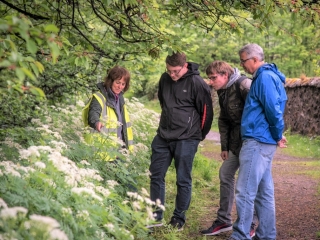 Sweet cecily, beginning of the ethnobotany walk, Aberlour, Wool and Whisky Tour Sweet cecily, beginning of the ethnobotany walk, Aberlour, Wool and Whisky Tour